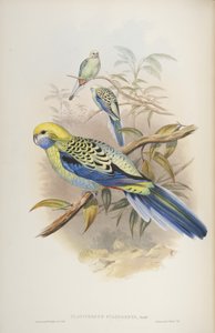 Platycerus cyanogenus, fra The Birds of Australia av John Gould, 1840 av John and Richter Gould