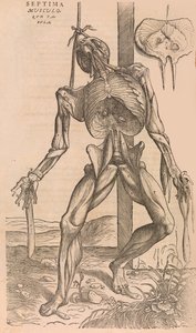 De humani corporis fabrica Of the Structure of the Human Body, 1555. av John of Calcar