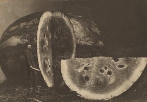 Mann som skjærer vannmelon, 1898-1903. av Johnson