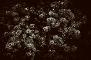 Goodwood Estate i West Sussex, Storbritannia, 2019 (bilde) av Jon Nicholson