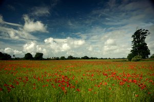 Goodwood Estate i West Sussex, Storbritannia, 2019 (bilde) av Jon Nicholson
