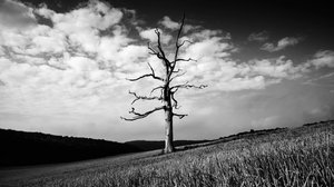 Goodwood Estate i West Sussex, Storbritannia, 2020 (bilde)