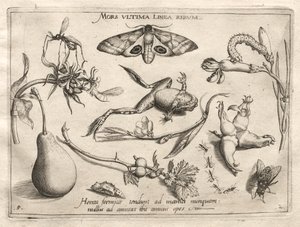 Arketyper og studier: Døden er linjen som markerer slutten på hele del II, plate 5, 1592. av Joris Hoefnagel