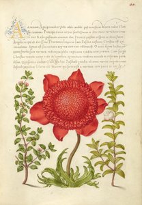  av Joris Hoefnagel