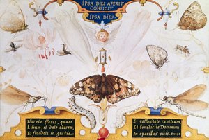 Diptyk med blomster og insekter, 1591 (maruflasje og pergament på panel) av Joris Hoefnagel