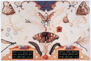 Diptyk med blomster og insekter, 1591. av Joris Hoefnagel