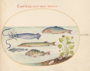 Fisk, ca. 1575-80 av Joris Hoefnagel