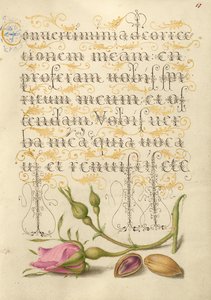  av Joris Hoefnagel