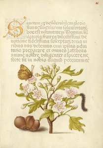  av Joris Hoefnagel