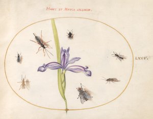 Insekter, ca. 1575-80 av Joris Hoefnagel