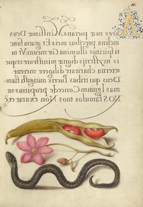  av Joris Hoefnagel