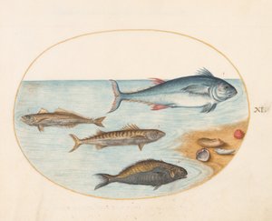 Tallerken 11: Fire fisk og skjell av Joris Hoefnagel