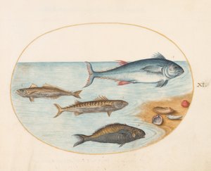 Tavle 11: Fire fisk og skjell av Joris Hoefnagel