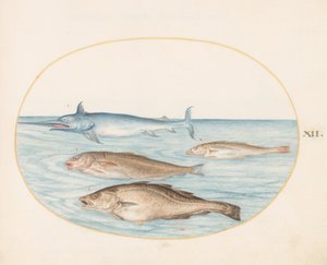 Tallerken 12: En sverdfisk og tre andre fisker av Joris Hoefnagel