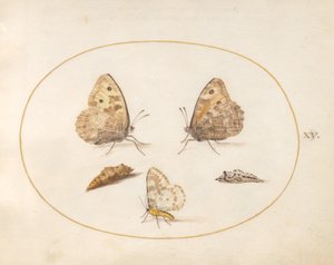 Plate 15: Harrsommerfugl, Magpie Moth og Two Chrysalides av Joris Hoefnagel