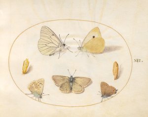 Plate 16: Sort-årede hvite, skygule, svarte hårstriper(?) og Geranium Argus(?) sommerfugler med to krysalider av Joris Hoefnagel
