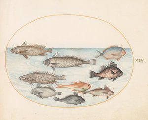 Plate 19: A Damselfish and Other Fish, inkludert to "Coracinis" av Joris Hoefnagel