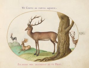 Plate 19: Fire typer hjort