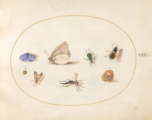 Plate 19: To sommerfugler med fem andre insekter av Joris Hoefnagel