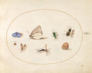 Tavle 19: to sommerfugler med fem andre insekter av Joris Hoefnagel