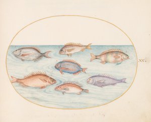 Tallerken 20: Brasmer, Dentex, Sargo og annen fisk av Joris Hoefnagel