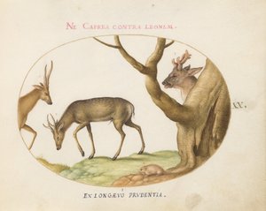 Plate 20: Three Types of Stags with a Dormouse(?)   1224028   no       norwegian Successfully Translated  Original: Verschillende zeedieren Translat: Verschillende zeedieren 1331511 no norwegian Successfully Translated Original: Presentatie van Christus in av Joris Hoefnagel