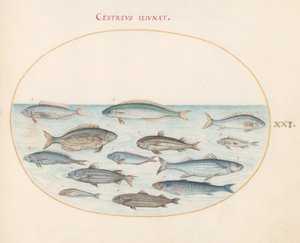 Plate 21: Torsk(?) og annen fisk av Joris Hoefnagel