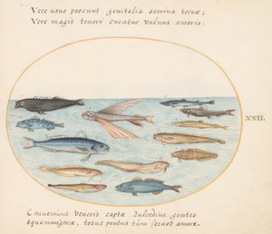 Tallerken 22: Multe, flyvefisk, ål og annen fisk av Joris Hoefnagel