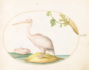 Plate 22: To hvite pelikaner med en platanfig av Joris Hoefnagel