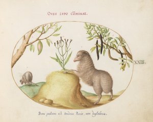 Plate 23: En fet-hale sau, en sau med en lang hale, en "Cassia purgatrix" og andre planter av Joris Hoefnagel