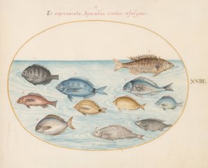 Tavle 23: Brasme(?) og andre fisk av Joris Hoefnagel