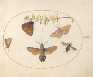 Plate 23: Hawk Moth, sommerfugler og andre insekter rundt en snøbærkvist