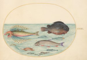 Tallerken 24: Flygende svalegurk, hannklumpsuger, langryggsnipefisk og annen fisk av Joris Hoefnagel