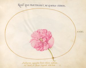 Tallerken 24: Rosa rose av Joris Hoefnagel