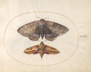 Plate 25: Blue Underwing Moth og Spurge Hawk Moth av Joris Hoefnagel
