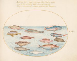Plate 25: Middelhavsregnbueleppefisk, annen leppefisk, en svalhaleabbor(?), flere "Anthiae" og andre fisker av Joris Hoefnagel