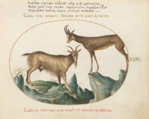Plate 25: To villgeiter av Joris Hoefnagel