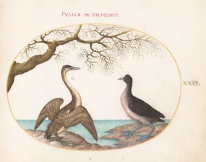 Plate 26: Skarv og sohne av Joris Hoefnagel
