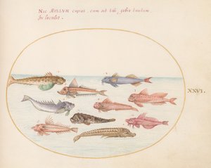 Plate 26: Gurnards, Dragonets og Other Fish av Joris Hoefnagel
