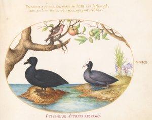 Tallerken 27: En and(?), en hønsehøne og en rosefink(?) av Joris Hoefnagel