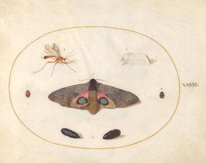 Plate 27: To møll, to chyrsalider og andre insekter av Joris Hoefnagel