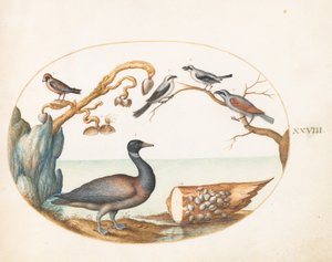 Plate 28: Bramgås med torsk og andre fugler av Joris Hoefnagel