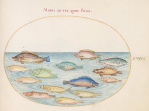 Plate 28: Brasmer(?) og annen fisk av Joris Hoefnagel