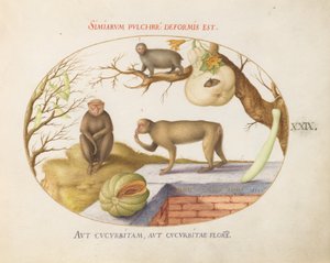 Plate 29: To aper, en "Arctopithecus" (dovendyr?) og frukt av Joris Hoefnagel