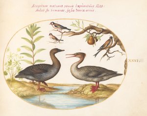 Tallerken 31: And, Merganser og tre gullfinker av Joris Hoefnagel