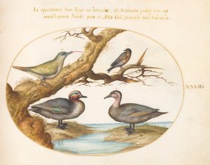 Plate 32: En grønnvinget krikkand, en ung grønn spett og to andre fugler av Joris Hoefnagel
