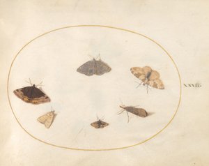 Plate 32: Seks måneder av Joris Hoefnagel