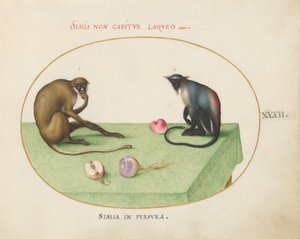Plate 32: To aper på et bord av Joris Hoefnagel