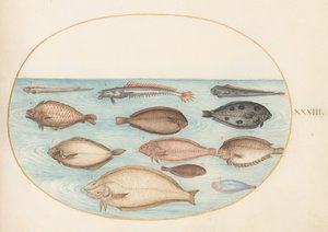 Plate 33: Tunge og annen flatfisk med båndfisk(?) av Joris Hoefnagel