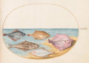 Plate 35: Undersiden av piggvar(?) og annen flatfisk av Joris Hoefnagel